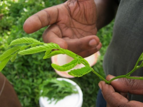plant