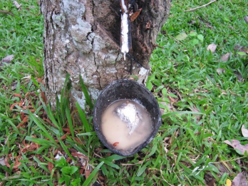 rubber-tapping