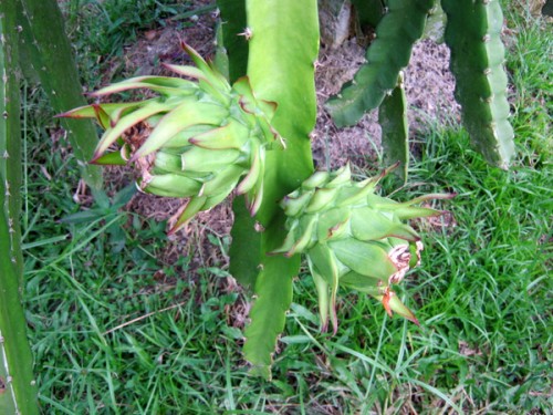 dragon-fruit