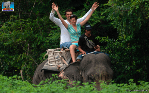 elephant