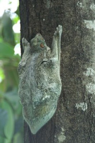 flying lemur