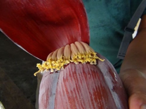 banana