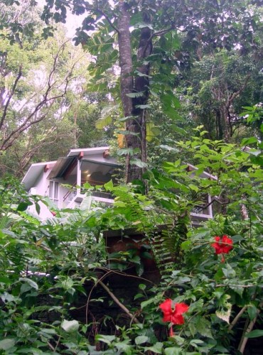 tree_hut