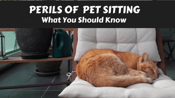 The Perils of Pet Sitting and What You Should Know