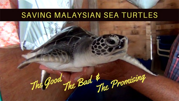 Saving Malaysian Sea Turtles through Conservation Voluntourism