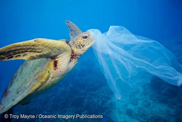 Saving Malaysian Sea Turtles through Conservation Voluntourism