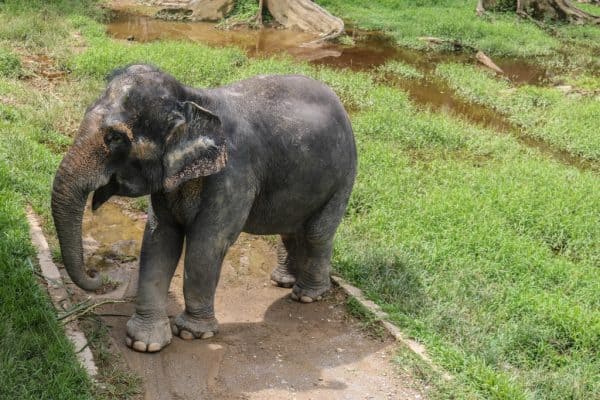 Should you visit Kuala Gandah Elephant Sanctuary in Malaysia?