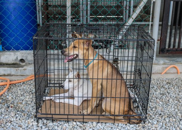 Langkawi Stray Dogs and Cats, How You Can Help - The Island Drum